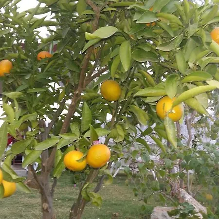 Masal ホテル